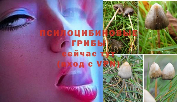 индика Арсеньев